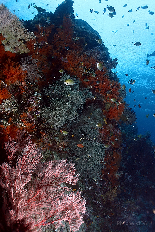 Raja Ampat 2016 - Corail - IMG_4445_rc.jpg